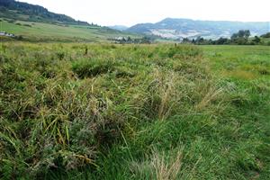 pohľad na TML SV smerom,, Lk1 sa vyskytuje v S casti TML a tvori  pás v šírke cca 50m  medzi brehovými porastami rieky Hnilec a ovplyvnenými vlhkými lúkami vľavo