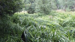 pohľad na rastl spoloč. vysokých ostríc 