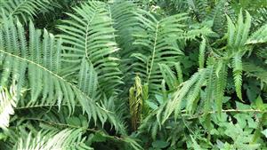 detail -  Matteuccia struthiopteris 