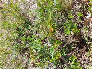 druh Pulsatilla grandis - listy