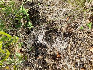 lišajník druhu Cladonia rangiferina