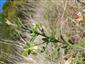 Onosma pseudoarenaria ssp. tuberculata - ohryzený vrchol byle svedčí o ohryze zverou 