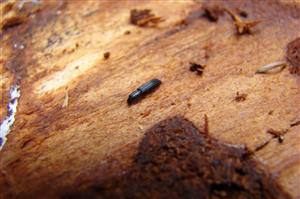 Imágo Colydium elongatum