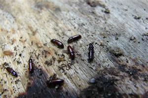 Imágo Corticeus unicolor