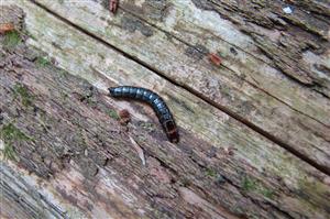 Larva Stenagostus rhombeus