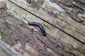 Larva Stenagostus rhombeus