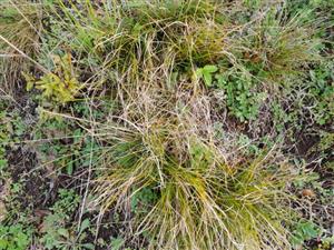 kruhovité trsy druhu Carex humilis