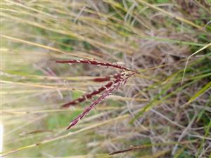 Botriochloa ischaemum