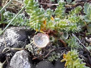 lišajník Cladonia pyxidata