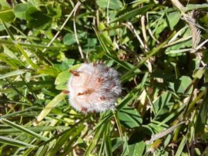 Trifolium fragiferum