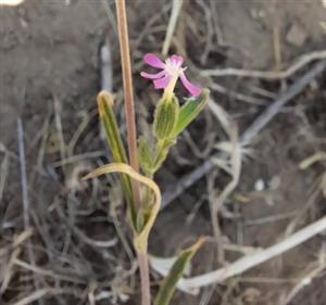 Silene conica - odkvitanie