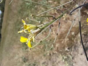 Erysimum diffusum