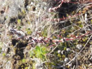 Bassia laniflora