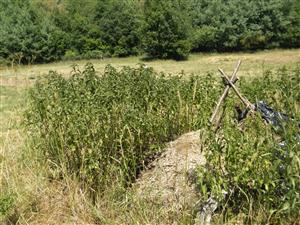 poškodenie /pestovanie pre zver, kŕmenie zveri/, následné zaburinenie
