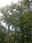 Teplomilné panónske dubové lesy (9.9.2014)