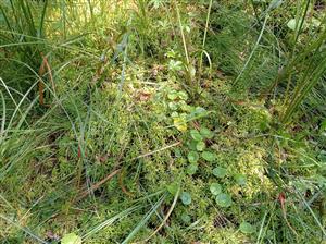 Detail porastu s Hydrocotyle vulgaris