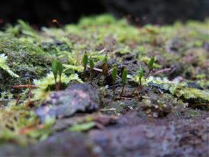 buxbaumia viridis v rámci TML