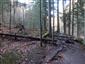 kyjanôčka zelená (10.11.2022)