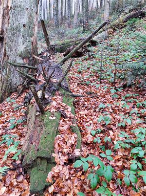 miesto nálezu Buxbaumia viridis