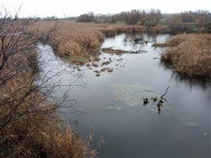 Pohľad na severnú časť TML Alúvium Žitavy, severne od cestného  mosta Martovce, biotop Lutra lutra, foto: 23.11.2022, J.Lengyel.