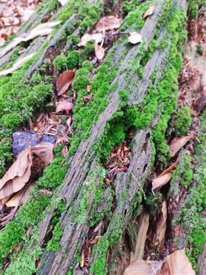 Dicranum montanum, Jochenia pallescens