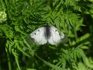Foto Parnassius mnemosyne nam TML