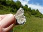 Polyommatus dorylas 