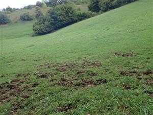 Porast rozrytý od diviakov