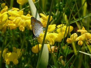 Lycaena dispar samec