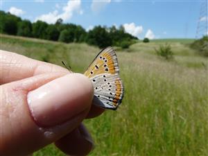 Lycaena dispar samec