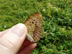 Foto Argynnis laodice na TML