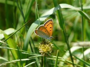 Lycaena dispar samica