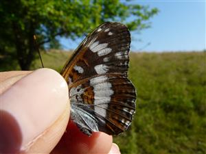 Limenitis camilla 