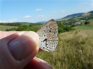 Foto Maculinea arion