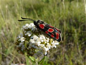 Foto Zygaena carniolica