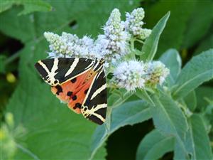 Foto Callimorpha quadripunctaria na TML