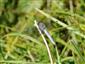 Foto Orthetrum coerulescens na TML