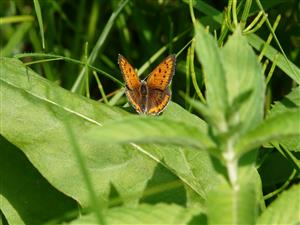 Foto Lycaena dispar samica