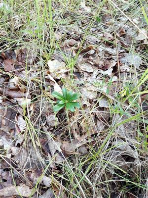 Výstkyt Chimaphila umbellata v poraste.