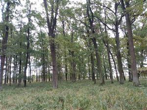 Vlhkešia časť - variant biotopu s bezkolencom.