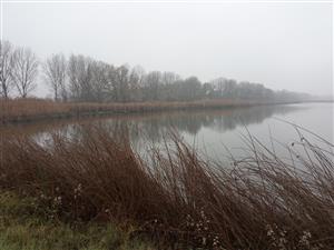 Pohľad na JV časti TML Číčovské rybníky, biotop Lutra lutra, foto: 2.12.2022, J.Lengyel.