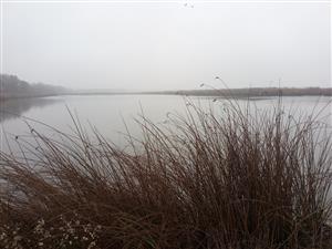 Pohľad na južnú časť TML Číčovské rybníky, foto: 2.12.2022, J.Lengyel.