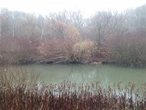 Pohľad na časť TML Číčovské rybníky, JV periferný kanál, biotop Castor fiber. Foto: 2.12.2022, J.Lengyel.