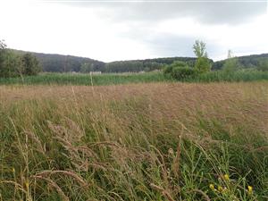 Na niektorych miestach sa šíri Calamagrostis epigejos