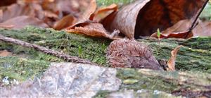 Buxbaumia Viridis na TMP04