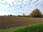 chrček poľný / škrečok poľný (19.10.2022)