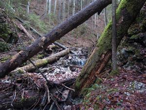 TMP04 s najvyvnutejšou vrstvou machorastov a Buxbaumiou viridis