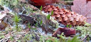 Buxbaumia viridis na TMP04