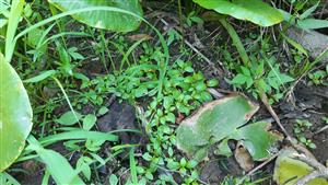 Lindernia procumbens