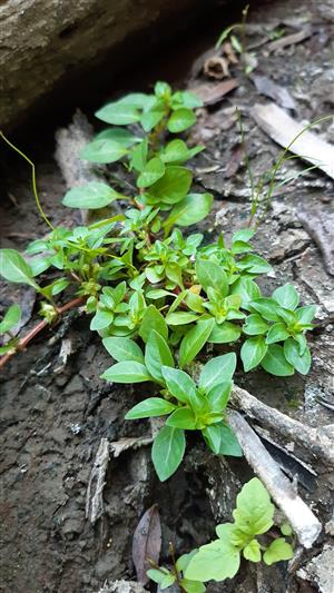 jedinec Ludwigia palustris